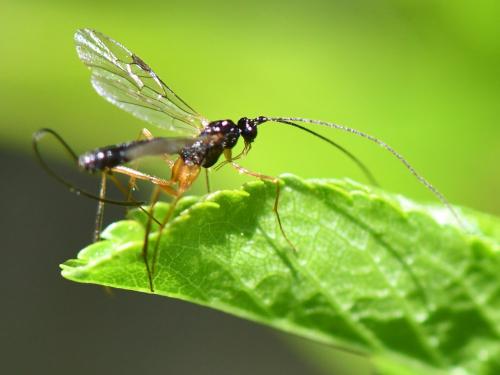 Réf. 300 911 : Macrocentrinae inconnu